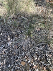 Diuris maculata
