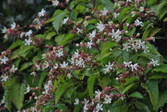 Clerodendrum trichotomum trichotomum