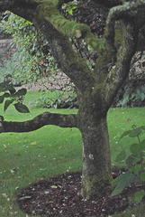 Clerodendrum trichotomum trichotomum