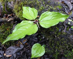 Trillium govanianum