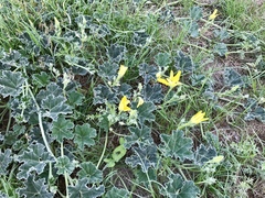 Apodanthera undulata