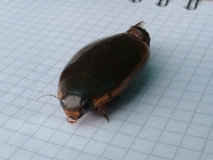 Megadytes