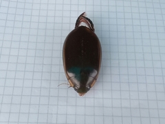 Megadytes