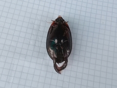 Megadytes