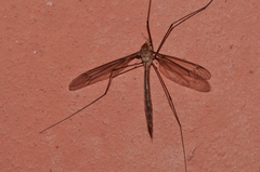 Holorusia sakarahana