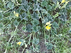 Apodanthera undulata