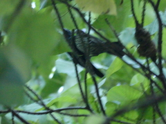 Lalage fimbriata