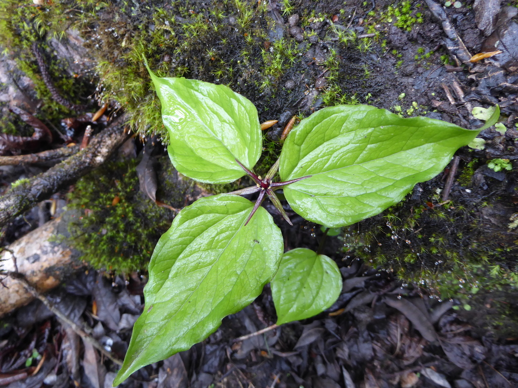 Himalayan Trillium