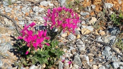 Pelargonium incrassatum