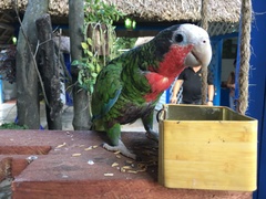 Amazona leucocephala
