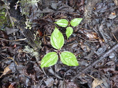 Trillium govanianum