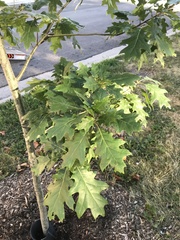 Quercus rubra