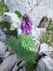 Aconitum tauricum