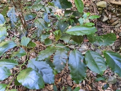 Pennantia cunninghamii