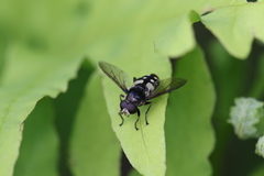 Sericomyia lata