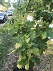 Quercus bicolor