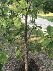 Quercus bicolor
