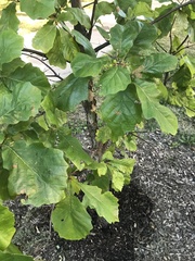 Quercus bicolor