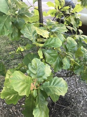 Quercus bicolor