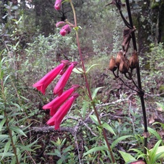 Penstemon hartwegii