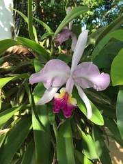 Cattleya lueddemanniana