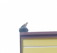 Streptopelia senegalensis