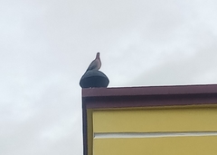 Streptopelia senegalensis