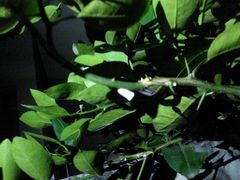 Sanurus