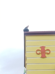 Streptopelia senegalensis