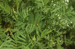 Hippodamia glacialis