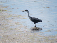 Egretta picata