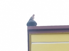 Streptopelia senegalensis