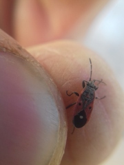 Melanocoryphus tristrami