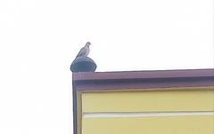 Streptopelia senegalensis