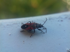 Melanocoryphus tristrami