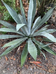 Agave tequilana