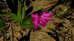 Hesperantha pauciflora
