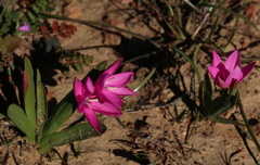 Hesperantha pauciflora