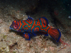 Synchiropus splendidus