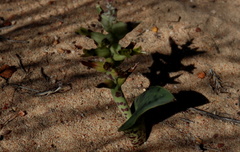 Lachenalia marginata marginata