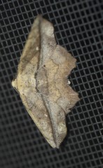 Polyacme dissimilis