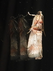 Acrobasis angusella