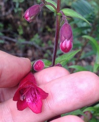 Penstemon hartwegii