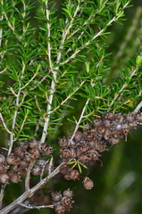 Kunzea occidentalis