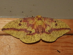 Eacles imperialis pini
