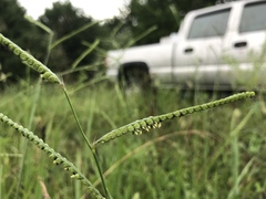Paspalum laeve