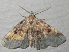 Metalectra quadrisignata