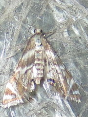 Petrophila canadensis