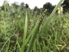 Paspalum laeve
