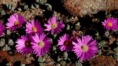 Braunsia maximilianii